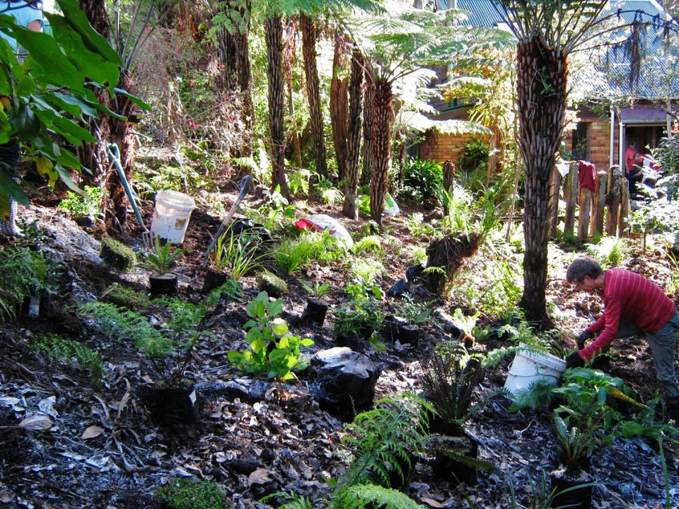 A bush garden in Waitakere foothills