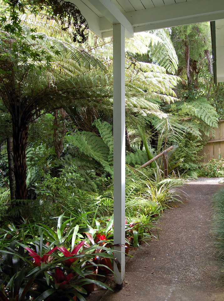 Rainforest garden, Auckland